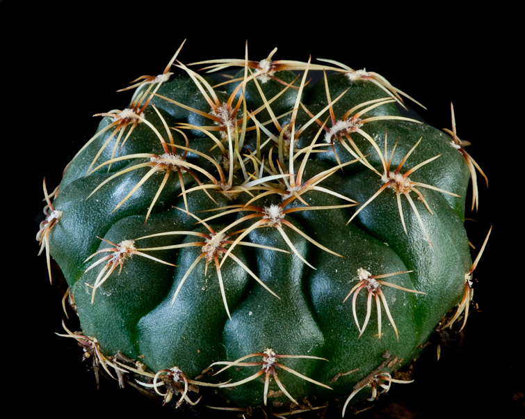 Gymnocalycium erolesii